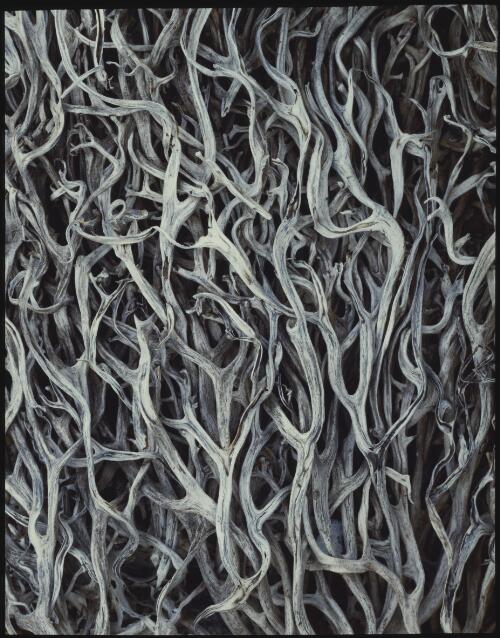 Twig detail, Tasmania, 1990? [transparency] / Peter Dombrovskis