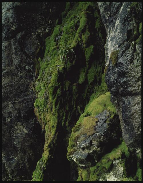 Moss and rock detail, Franklin River, southwest Tasmania, 1979, 1 [transparency] / Peter Dombrovskis