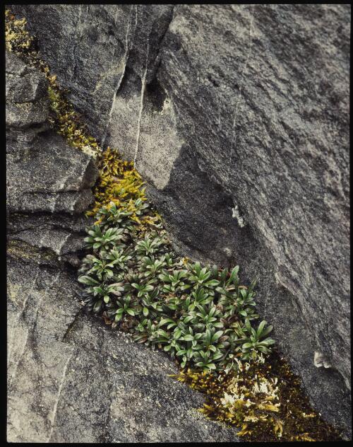 Helichrysum pumilum var. spathulatum in rock crevice, Tasmania, 1989? [transparency] / Peter Dombrovskis
