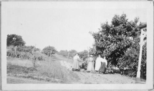 Group portrait of four unidentified Denison women in an orchard at Kellyville, New South Wales, ca. 1920s [picture]