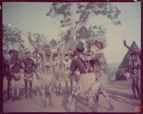 Pukumani dancers in ceremony, Melville Island, Tiwi Islands, Northern Territory, October 1948, 2 [transparency] / Axel Poignant