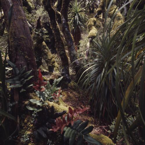Temperate rainforest, Tasmania, 1973? [transparency] / Peter Dombrovskis