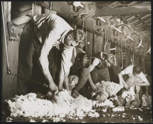 Four shearers at work, Berida station, Gilgandra, New South Wales, 1936? [picture] / Frank Hurley