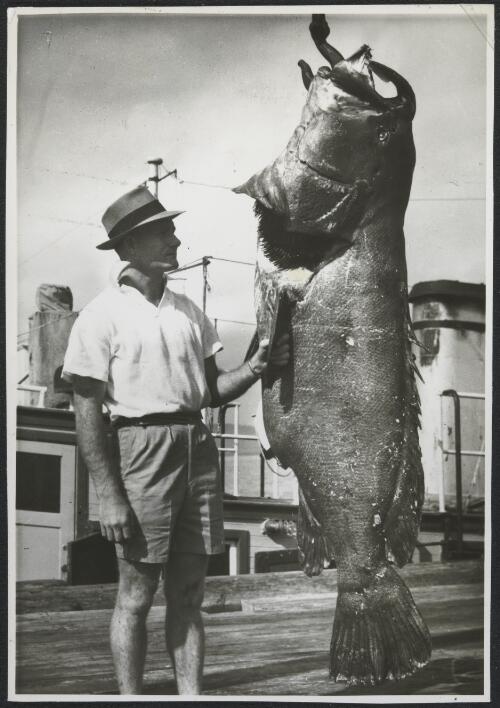 Unidentified man standing with a giant grouper, Thursday Island, Queensland, 1950 [picture] / Frank Hurley