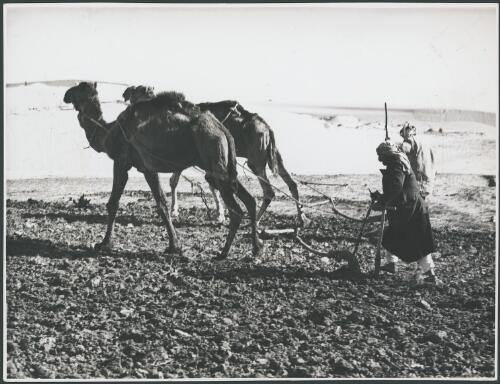 Camels being used to draw a plough, Palestine, ca. 1943 [picture] / Frank Hurley