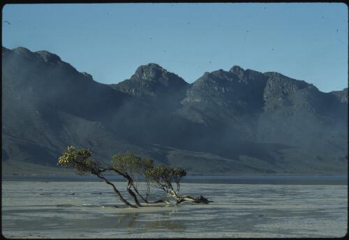Melaleuca squamea at Lake Pedder beach with the Frankland Range in background, southwest Tasmania, 1971 [transparency] / Peter Dombrovskis