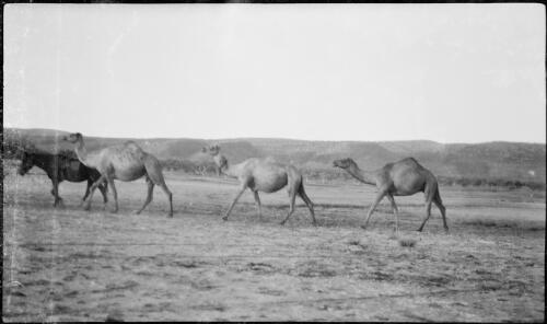 Three camels walking across plain, Wyndham, Western Australia, 9 April 1929 [picture]