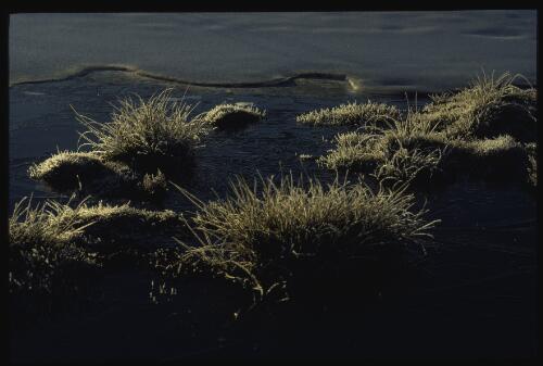 Ice encrusted grasses, Mount Wellington, Tasmania, 1969? [transparency] / Peter Dombrovskis