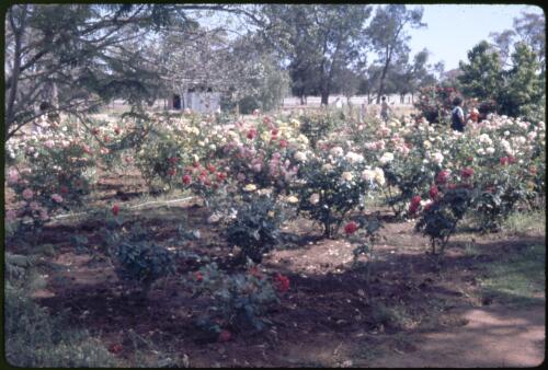 Rose garden at Murrin Bridge, New South Wales, October 1961 [transparency] / Phil Wilding