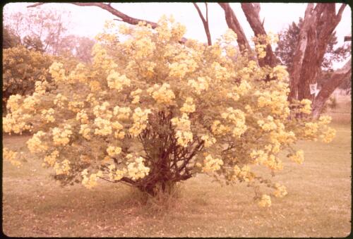 Cassia tree in the school grounds at Murrin Bridge, New South Wales, ca. 1964 [transparency] / Phil Wilding