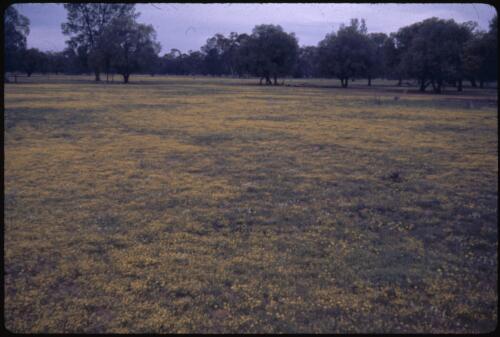 Wildflowers at Murrin Bridge, New South Wales, 15 September 1960 [transparency] / Phil Wilding