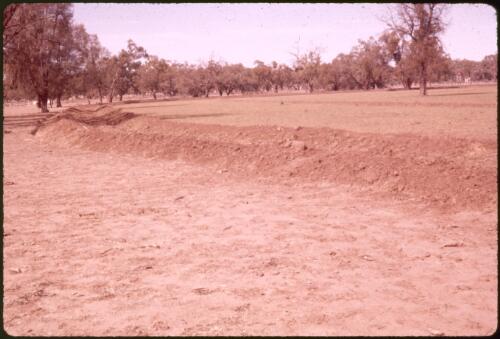Irrigation preparation at Murrin Bridge, New South Wales, 24 April 1960 [transparency] / Phil Wilding