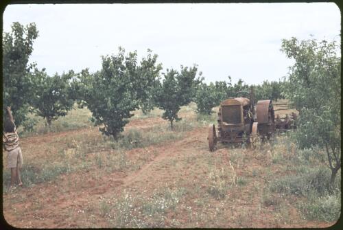 Tractor in orchard at Murrin Bridge, New South Wales, 1965 [transparency] / Phil Wilding