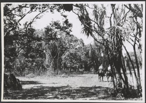 Two men on horseback riding through vegetation, Northern Territory, 1945 [picture]