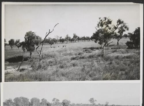 Buffaloes grazing on Mount Bundy Station, Northern Territory, 1945 [picture]