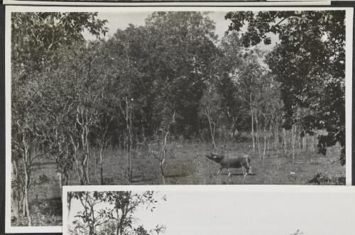 Wild buffalo on Woolner Station, Northern Territory, 1945 [picture]