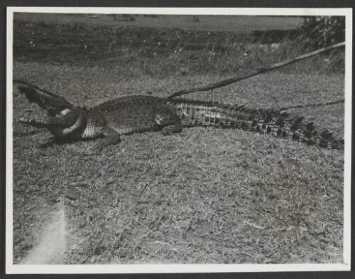 Crocodile which had been caught in a lagoon on Manakai Station, Northern Territory, 1945 [picture]