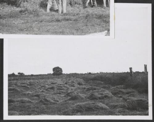 Lucerne in a paddock, Bathurst Island, Northern Territory, 1945 [picture]