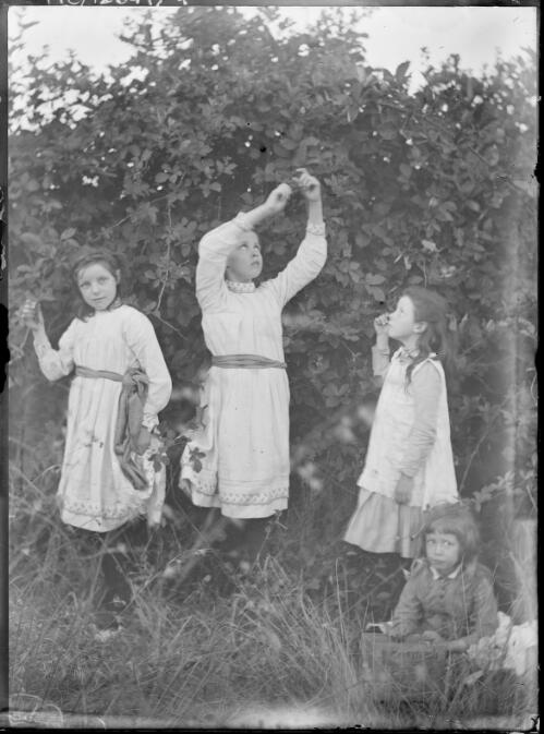 Nina, Charlotte, May and George De Salis picking fruit in the garden, Cuppacumbalong, Australian Capital Territory, ca. 1892? [picture]