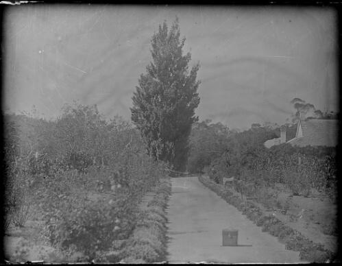 Lavender lined path in the garden at Cuppacumbalong, Australian Capital Territory, ca. 1893 [picture]