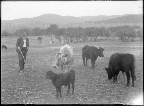 Man with cows and calf grazing in a paddock, Cuppacumbalong, Australian Capital Territory, ca. 1900 [picture]