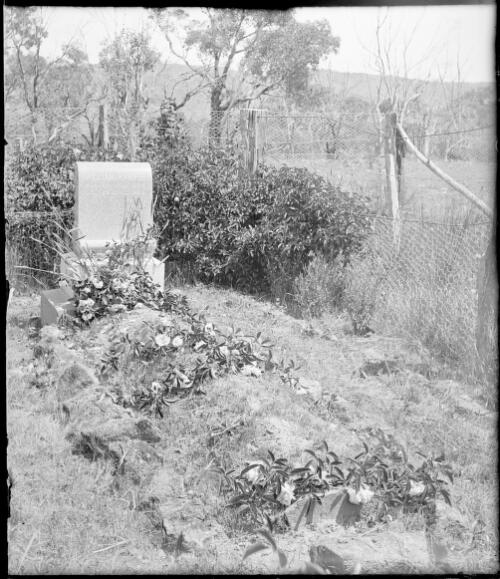 Grave of William Farrer, Lambrigg station, Australian Capital Territory, ca. 1906 [picture]