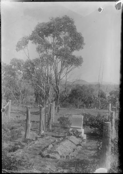 Grave of William Farrer, with trees, Lambrigg station, Australian Capital Territory, ca. 1906 [picture]