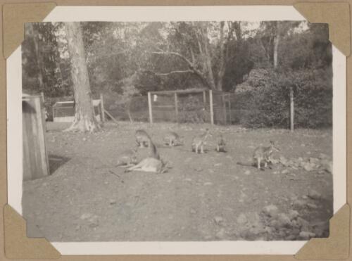 Wallabies at Koala Park, New South Wales [?], ca. 1945 [picture] / Alfred Amos
