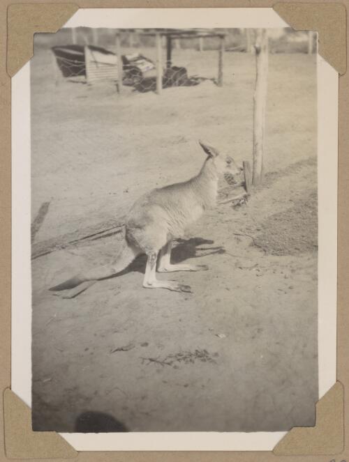 Wallaby at Koala Park, New South Wales [?], ca. 1945 [picture] / Alfred Amos