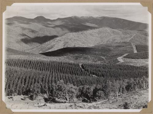A view in the mountains near Canberra, ca. 1940 [picture] / photo by R.C. Strangman