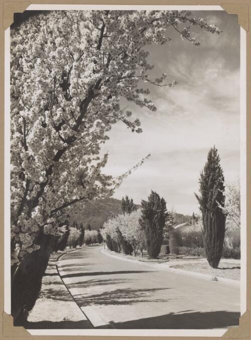 Blossom time in a residential street, Canberra, ca. 1940 [picture] / photo by R.C. Strangman