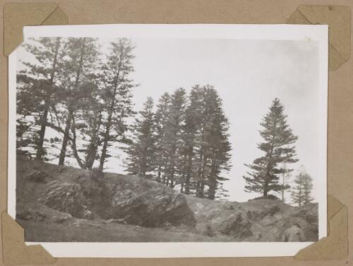 Norfolk pines, Norfolk Island, 1946 [picture] / Alfred Amos