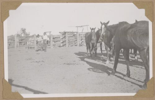 Duke of Gloucester looking at horses in the stockyard, Augustus Downs, Queensland, 1946 [picture] / Alfred Amos