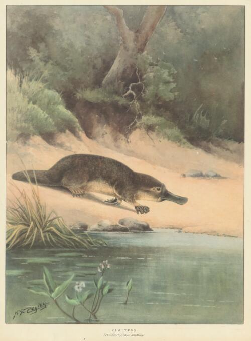 Platypus (Ornithorhynchus anatinus) [picture] / N.W. Cayley