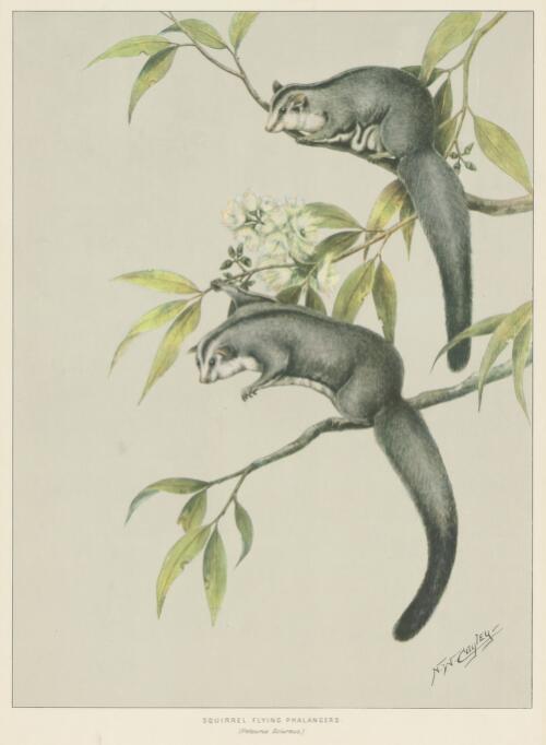Squirrel flying phalangers (Petaurus sciureus) [picture] / N.W. Cayley