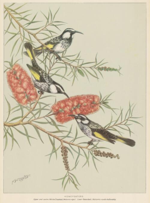Honeyeaters [picture] / N.W. Cayley