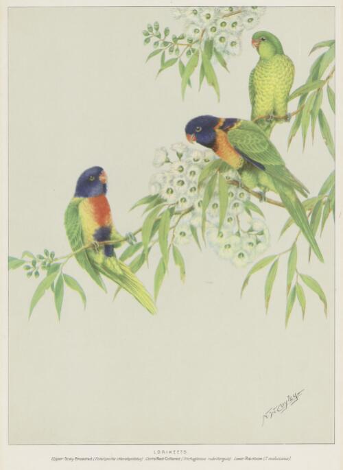 Lorikeets [picture] / N.W. Cayley