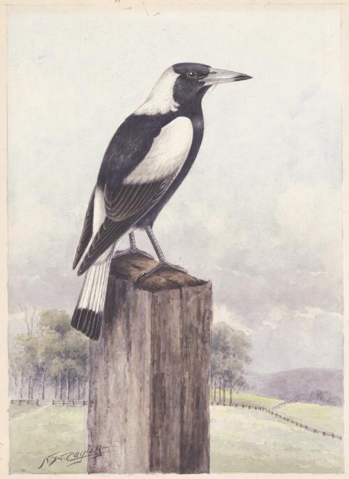 Black-backed magpie [picture] / N.W. Cayley