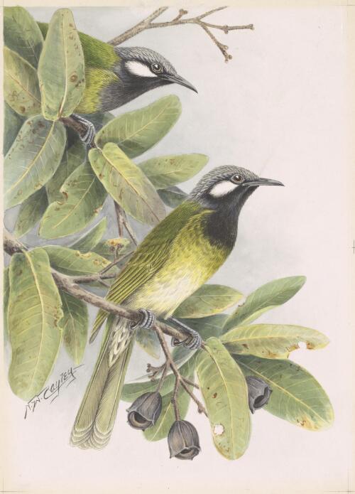 White-eared honeyeaters [picture] / N.W. Cayley