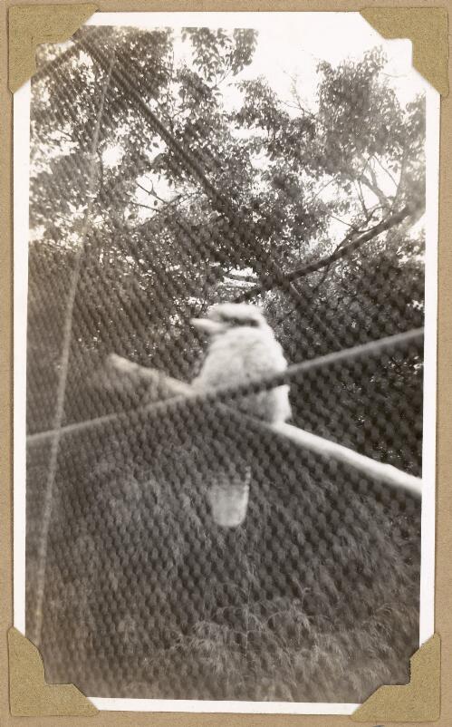 Kookaburra at the zoo, Adelaide, September 1946 [picture] / Alfred Amos