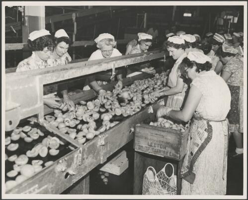 Women workers checking peaches at the processing line at Leeton Co-operative Cannery, Leeton, New South Wales, ca. 1960 [picture]