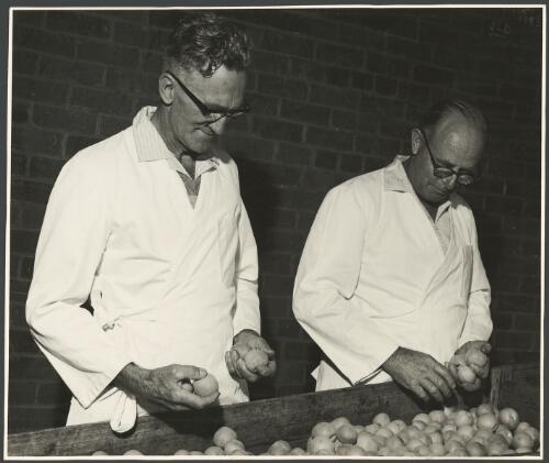 Workers selecting apricots for processing at Leeton Co-operative Cannery, New South Wales, ca. 1968 [picture] / Barry Wilton