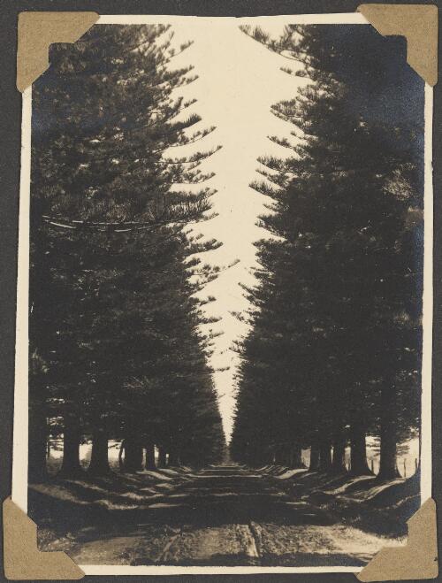 Avenue of Norfolk Island pines, Norfolk Island, 1946 [picture]