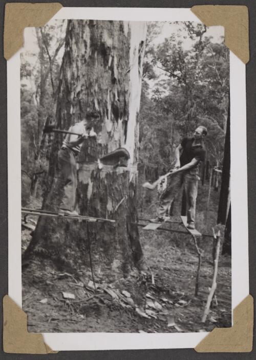 Loggers cutting a tree in the Karri forest, Pemberton, Western Australia, 4 October 1946 [picture] / Alfred Amos