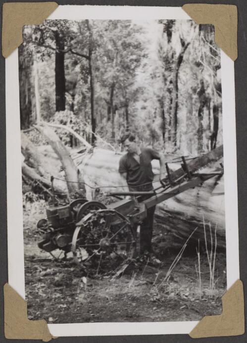 A logger operating a motorised-saw on a felled tree in the Karri forest, Pemberton, Western Australia, 4 October 1946 [picture] / Alfred Amos