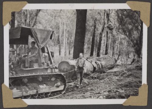 Foreman Griff Lunn walks behind a tractor hauling a felled tree in the Karri forest, Pemberton, Western Australia, 4 October 1946 [picture] / Alfred Amos