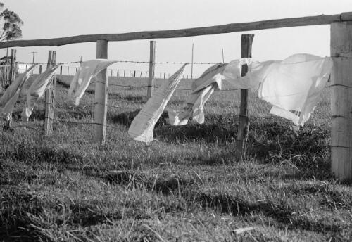 Washing hanging from a barbed wire fence, Lake Tyres Mission, Victoria, ca. 1965 [picture] / Albert W. Brown