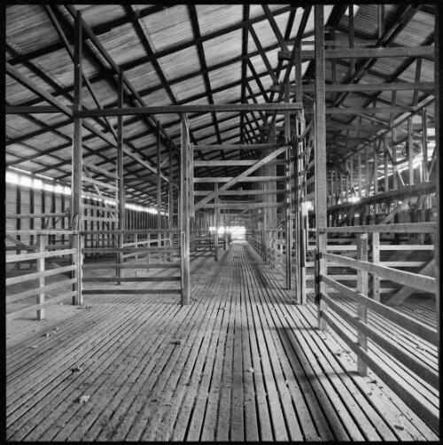 Interior of catching pens in woolshed, Yarralumla, Australian Capital Territory, ca. 1970 [picture] / Wes Stacey