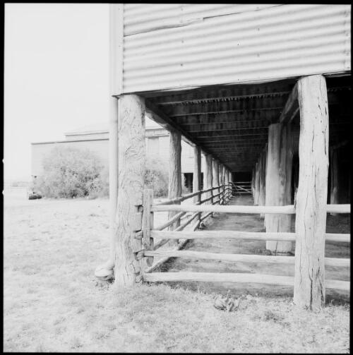 Under shed storage area of woolshed, Yarralumla, Australian Capital Territory, ca. 1970 [picture] / Wes Stacey