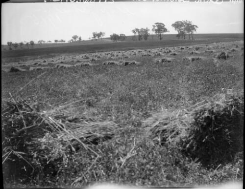 Hay paddock at Yathella, New South Wales, ca. 1915 [picture] / Abraham Valentine Booth